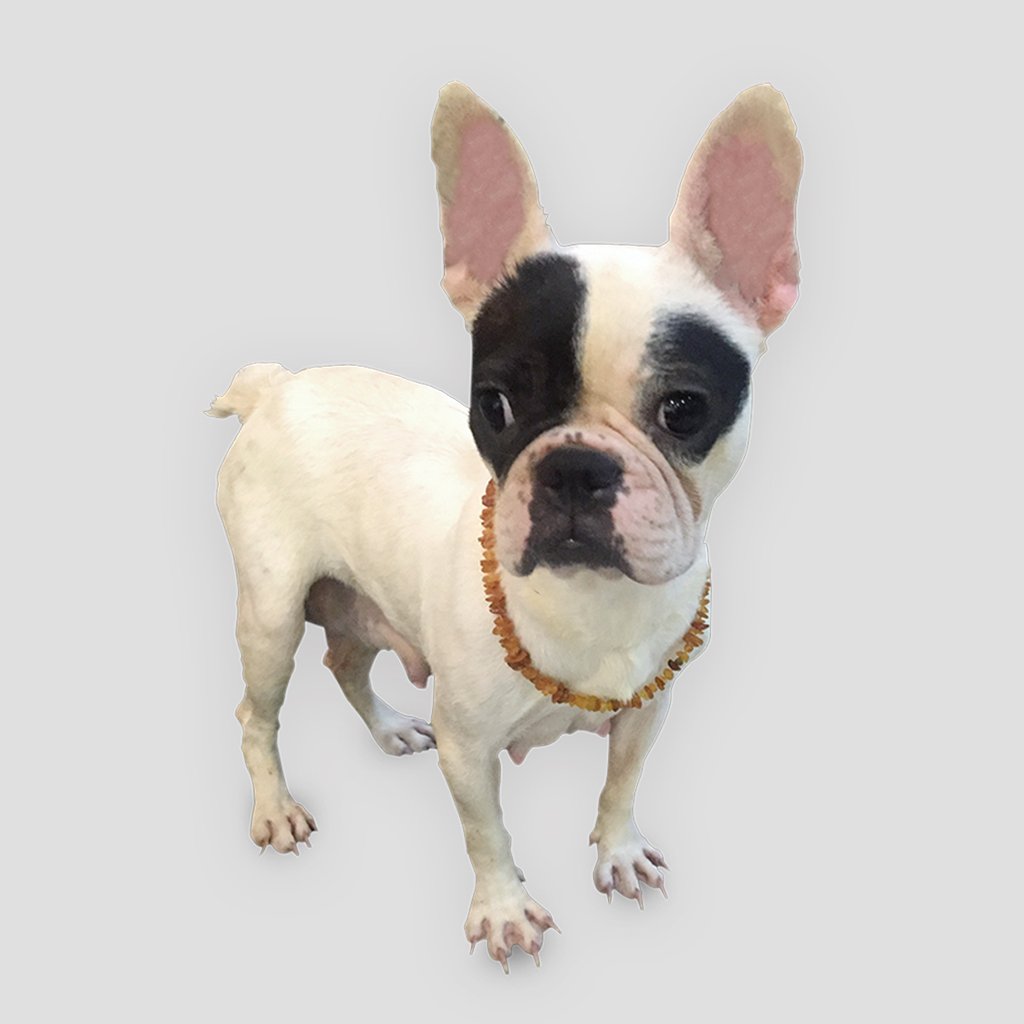 Collier en Ambre pour Chiens et Chats - Ambre Brut de la mer Baltique certifié de qualité supérieure - 50cm