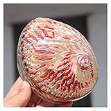 Bonitas conchas de abulón pulidas de 10 a 13 cm para decoración del hogar, acuario, paisajismo, boda, decoración de paisajes