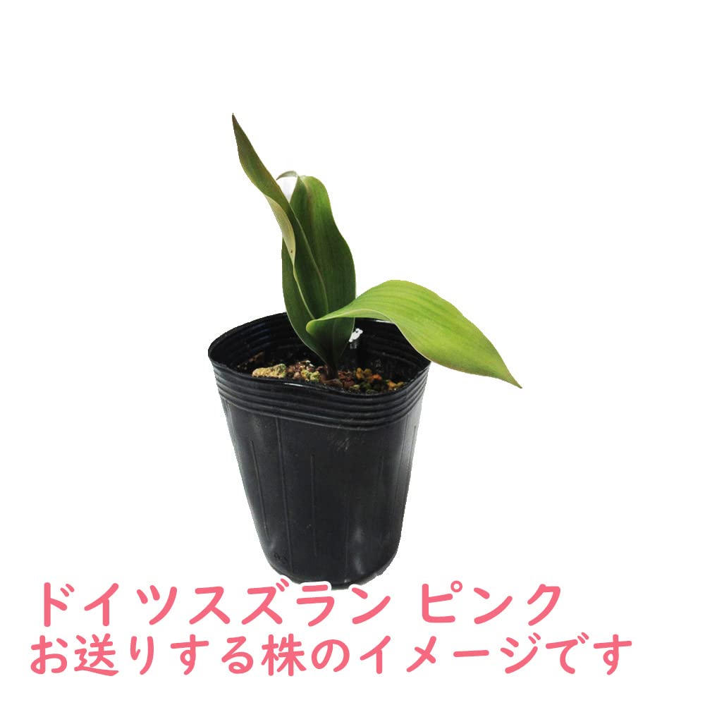 すずらんさん専用 Amazon | スズラン 5本セット | 花