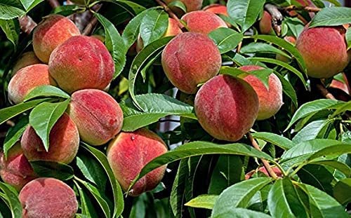 See full amazon price history chart for Healthy Vibe Peach plant (Grafted)- Fruit Plants & Tree Outdoor Living Indoor Plants (Peach Aadu Plant) Healthy Vibe Peach plant (Grafted)- Fruit Plants & Tree Outdoor Living Indoor Plants (Peach Aadu Plant) (B0BX2V1SX9) Amazon Price History, Amazon Price Tracker