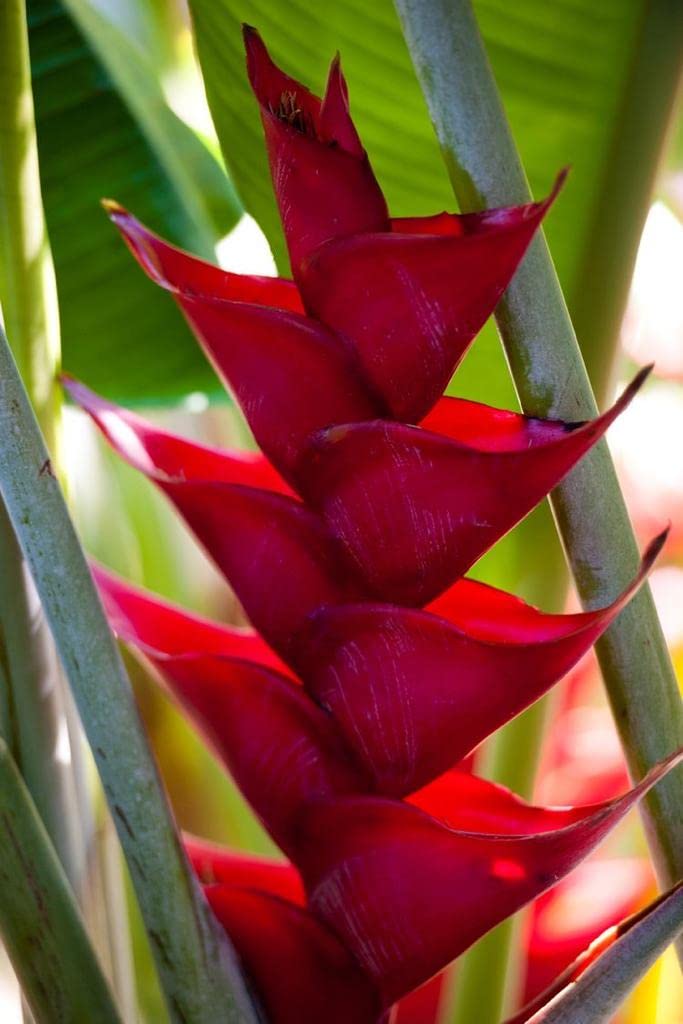See full amazon price history chart for Radha Krishna Agriculture® Heliconia Red Summer Flower Bulbs (Set Of 2 Flowers Bulbs) Radha Krishna Agriculture® Heliconia Red Summer Flower Bulbs (Set Of 2 Flowers Bulbs) (B09R5134W9) Amazon Price History, Amazon Price Tracker