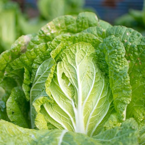 Cos Lettuce Paris White Seeds – Crisp & Sweet – Fast-Growing – Fresh Tasty Vegetables – for Your Kitchen Garden