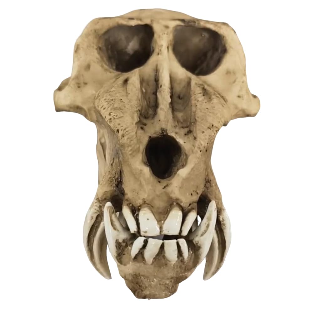 Modelo de Cráneo de Babuino - Taxidermia de Cráneos de Animales Reales - Decoración de Cráneo de Mono y Orangután de Resina para Decoración de Fiesta de Halloween,Marrón,23cm