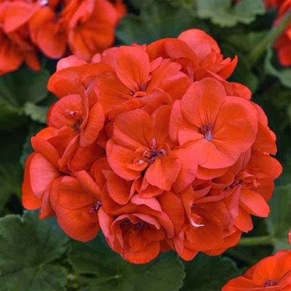 Image of Orange Geranium Live Plant with Pot | Cranea€s-Bill Flowering Plant | Outdoor & Balcony Decorative Flower Plant for Home Garden & Terrace