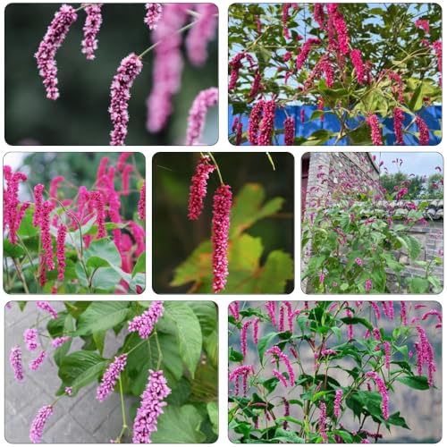 Persicaria orientalis - di giardino semi biologici balcone parterre di perenne resistente estate selvaggio, autunno, perenne 550pz