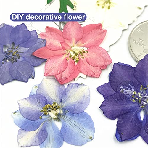 CUDDIKAJI 5 Flores prensadas Decoração Simulação Decoração Festiva Suprimentos Rosa escuro