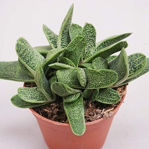 PCMOVILES Gasteria Little Warly en maceta de 13cm planta natural cactus suculenta