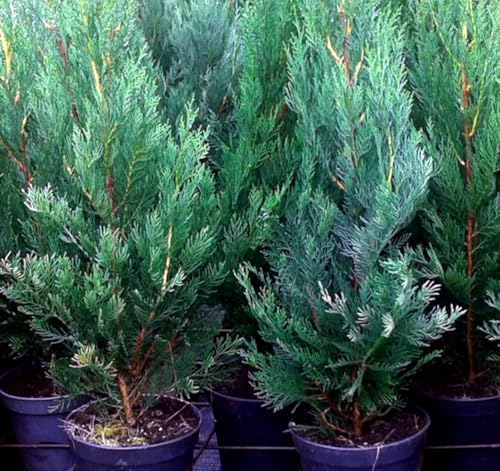 ¡¡¡ 5 Plantas !!! natural, Altura 70-80 cm, cipres Leylandii Crecimiento Rápido, para setos, pantalla visual, cortavientos y como árbol ornamental. Segura Garden.