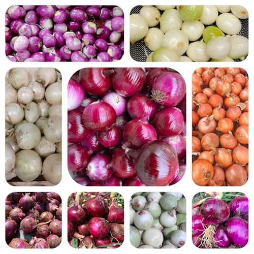 semillas de cebollas resistentes, semillas de cebolla, plantas balcón plantas en bancales elevados para jardín hortalizas en bancal elevado Decoración balcones con hierbas 500pcs