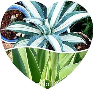 Clear: Garden 50 Seeds/Pack, Agave Seeds -Reginae Seed Royal Agave Succulent Flowering Perennial Seeds for Christmas: Only Seeds