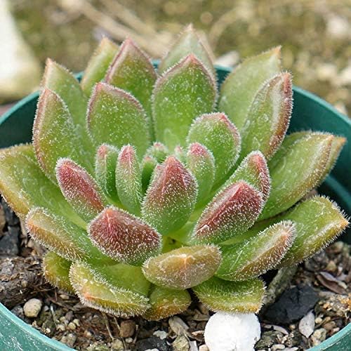 Amazon Co Jp フリーダカロ 7 5cmポット エケベリア Echeveria Frida Kahlo 福岡県産 多肉植物 多肉 観葉植物 インテリアグリーン 寄せ植えに 本 ホーム キッチン Amazon Co Jp フリーダカロ 7 5cmポット エケベリア Echeveria Frida Kahlo 福岡県産 多肉植物 多肉 観葉植物 インテリアグリーン 寄せ植えに 本 ホーム キッチン