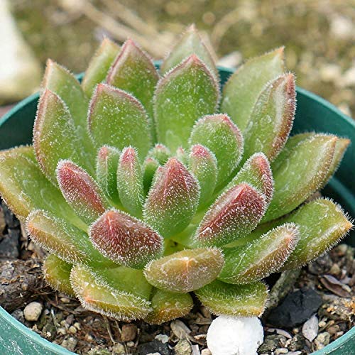 t[_J 7.5cm|bg A GPxA Echeveria Frida Kahlo Y  ϗtA CeAO[ 񂹐A ke 1{ 1