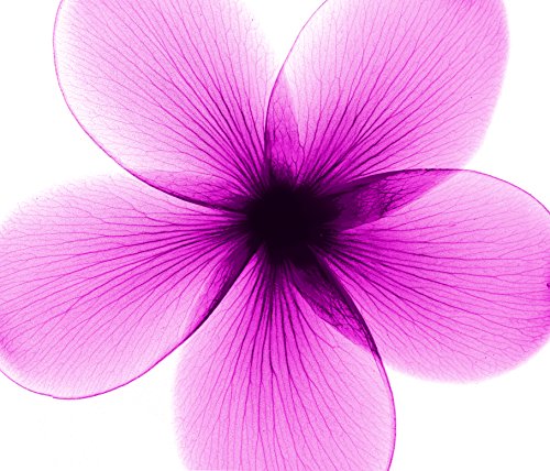 L'oreal Paris Everpure Cleansing Balm, 16.9 Fl; Oz. #TOP2