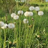 Huflattich tussilago farfaraSamen, schmetterlingswiese bodendecker...
