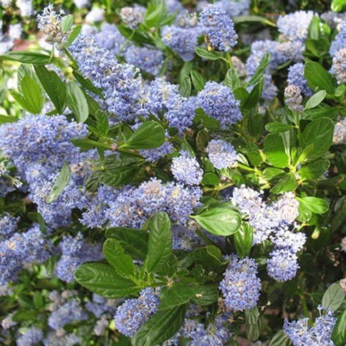 Ceanothus Skylark Evergreen Shrub Hardy Outdoor Flowering Garden Plant in Pot (3 Litre Pot, 30-50cm)