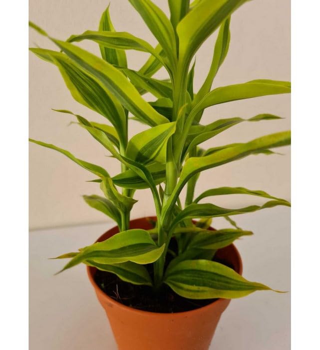 Creative Farmer Lucky Bamboo Rare Variety (Dracaena Sanderiana Bamboo) Indoor Oxygen Plants