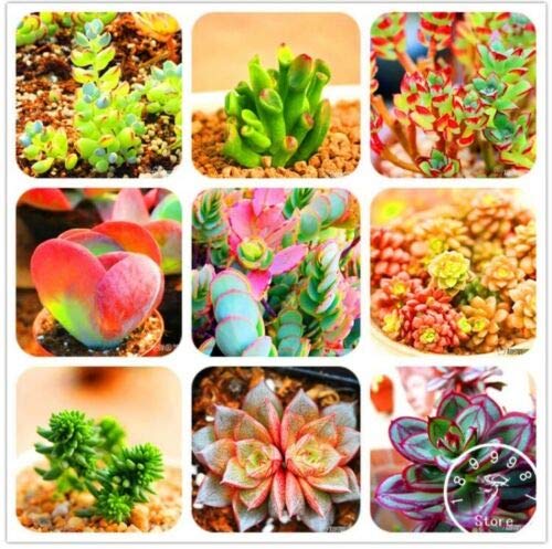 Seeds Mix Lithops Rare Succulent Flower Pseudotruncatella-picture-13