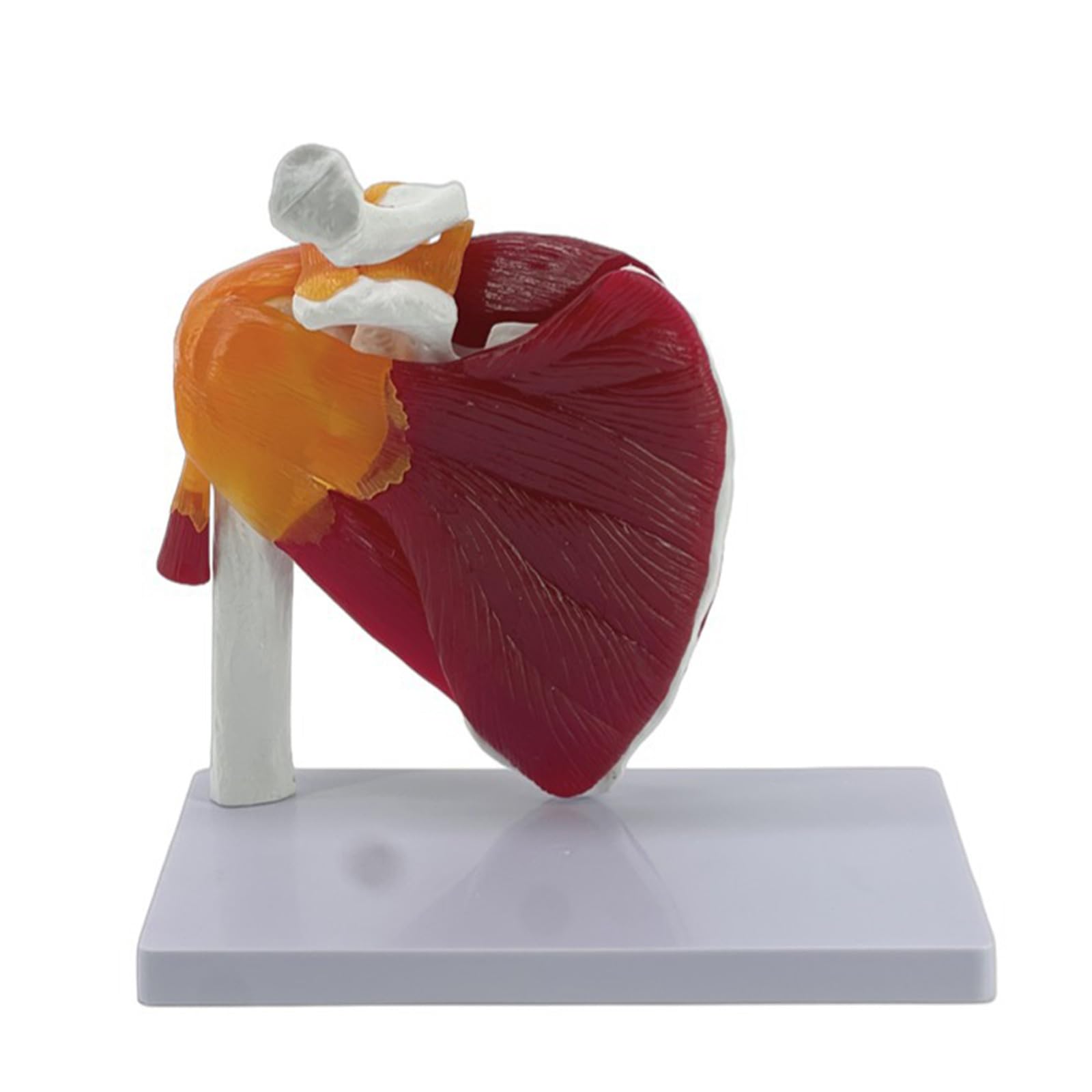 Schulter mit Muskelanatomie Modell, Gelenkmuskulatur mit lebensgroßer Anatomie, menschliches Gelenk, anatomisch