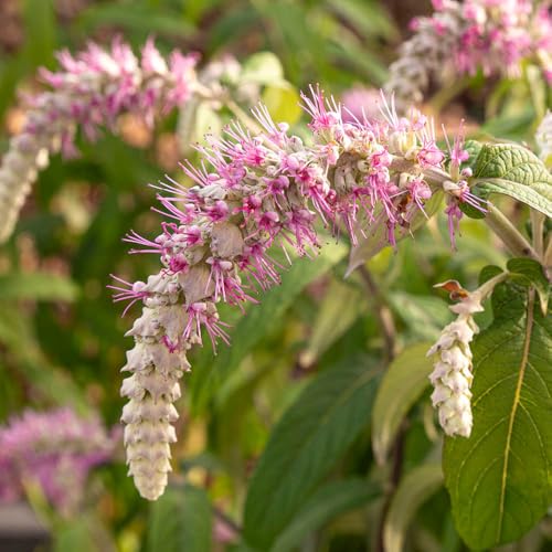 YouGarden Rostrinucula Dependens 'Waterfall Buddleia', Established Plant in 3 Litre Pot, Cascading Lilac Flowers, Hardy, Pollinator-Friendly, Ready To Plant