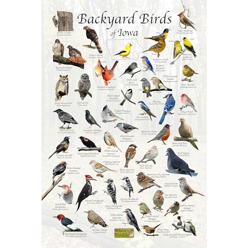 Where's Wildlife Backyard Birds of Iowa Bird Identification Poster (8"