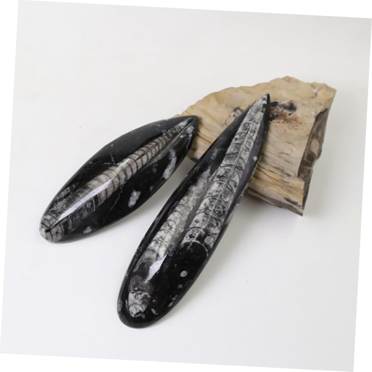 Especímen Fósil de Orthoceras Grande, Mineral Negro, 1 Pieza