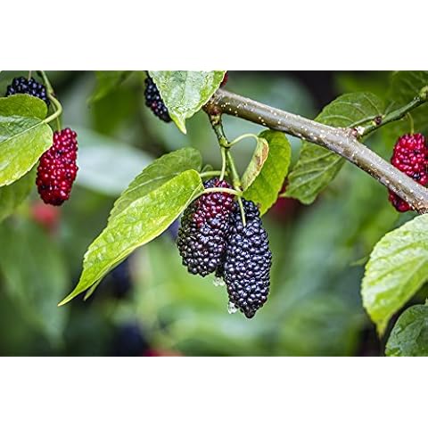 Black Mulberry Fruit Seeds for Garden Cover