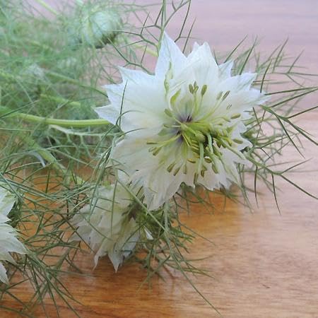 Amazon.co.jp: 秋春蒔き 透き通るような純白のお花 上品で可憐なニゲラ