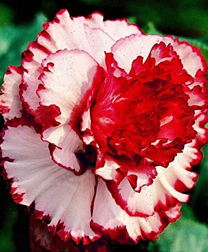 Radha Krishna Agriculture® Imporetd Begonia Tuberous Double Mixed Color Flowers Bulb for Your Garden - Pack of 12 flower Bulbs (B09NNGCT8Y) Amazon Price History, Amazon Price Tracker
