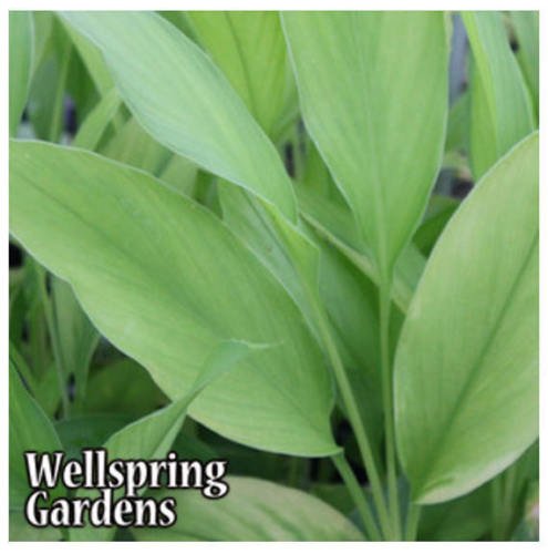 White Turmeric Ginger Curcuma zedoaria Live Plant