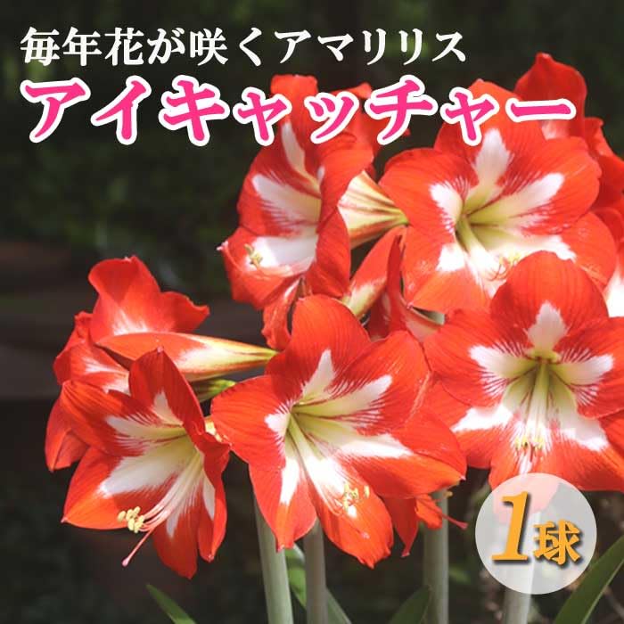 Amazon.co.jp: アマリリス 球根 春植え 毎年花が咲く 【 アイ