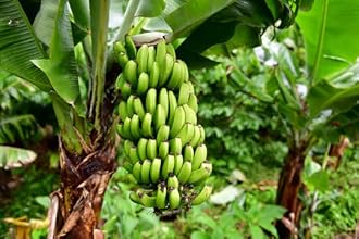 Banana Delicious Variety Edible Sweet flavor Soft texture High in nutrients Versatile culinary ingredient Plantain Fruit Plant