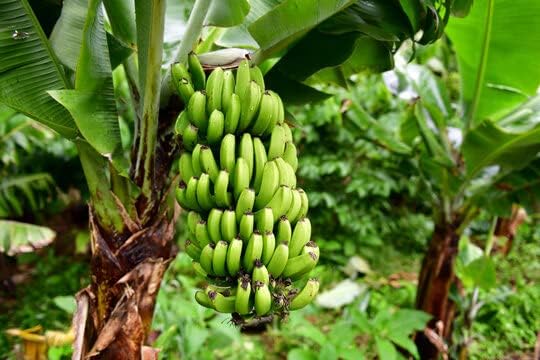 Banana Delicious Variety Edible Sweet flavor Soft texture High in nutrients Versatile culinary ingredient Plantain Fruit Plant