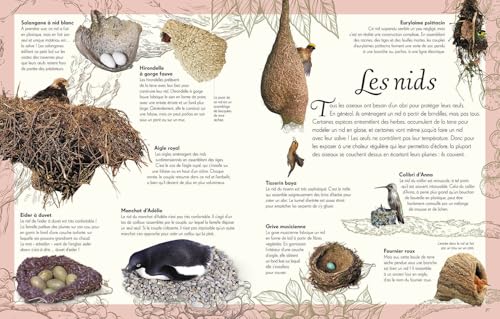 L'anthologie illustrée des oiseaux merveilleux – vue 4
