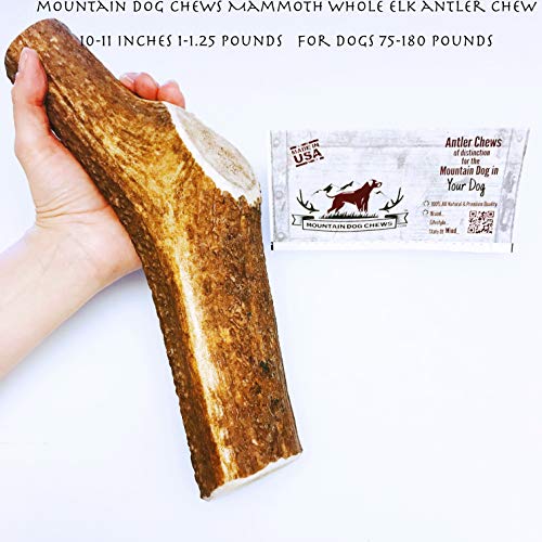 Mountain Dog Chews - Mammoth Whole Elk Antler - Elk Antler Dog Chew - Grade A Premium - Organic - Made In Usa - No Mess #TOP2
