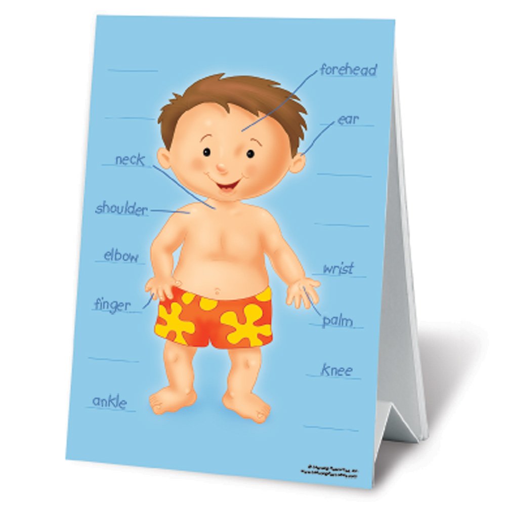Flashcards Body Parts: Le Parti del Corpo in Inglese - SostegnO 2.0