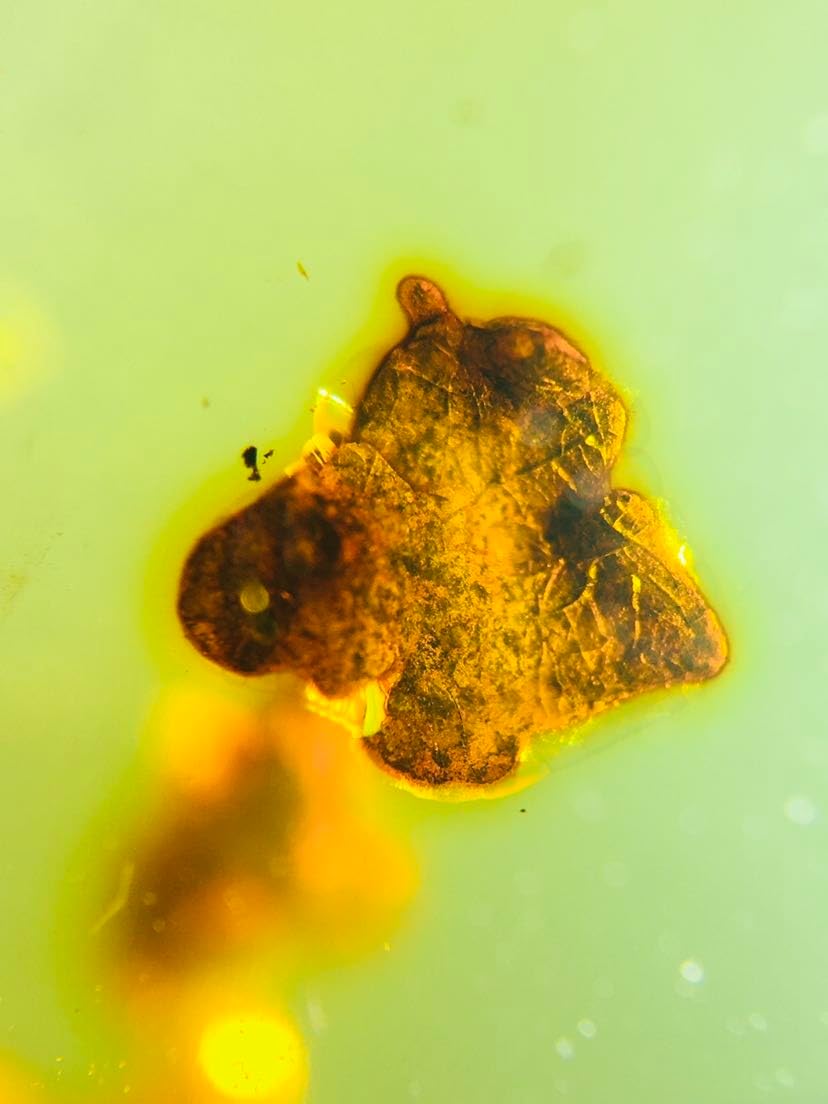 Burmese burmite Cretaceous Ganoderma lucidum Plant Fossil Amber Myanmar