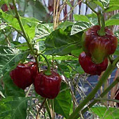 Scotch Bonnet Hot Peppers Chocolate Seeds 50 Seed Packet