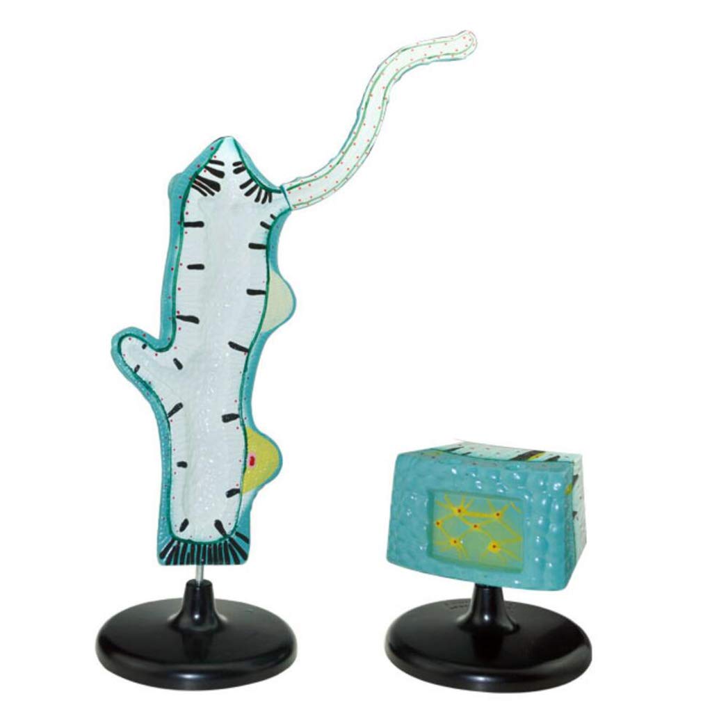 sjdoPulse Animal Anatomical Model Hydra Model - Hydra Anatomical Model - for Junior High School Biology Teaching Model,Medical Training Aid