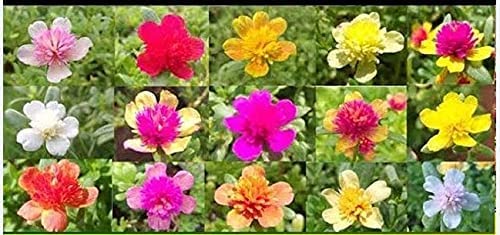 See full amazon price history chart for ABN Retail Cindrella flower mixed colours Live plant cuttings without roots of 15 Cuttings( 5 to 7 colours) (Multicolour) ABN Retail Cindrella flower mixed colours Live plant cuttings without roots of 15 Cuttings( 5 to 7 colours) (Multicolour) (B09BJTVW54) Amazon Price History, Amazon Price Tracker