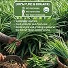 Organic Pandan Powder 4 OZ - Natural Green Food Coloring - Thai Herbal Aromatic Spice for Desserts Stews Curries Tea and Green Pandan Latte - Cut and Sifted