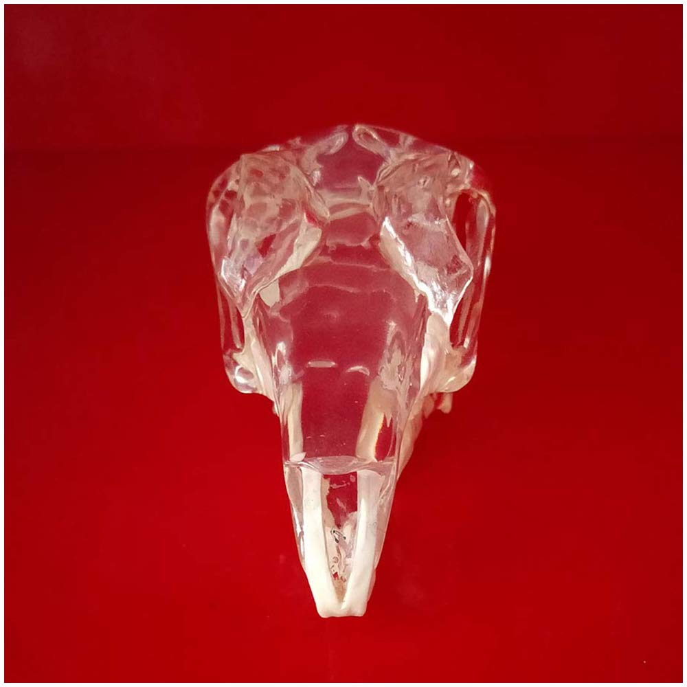 Amazon.co.jp: 透明なウサギ頭蓋骨モデル - 樹脂ウサギ歯を備えた