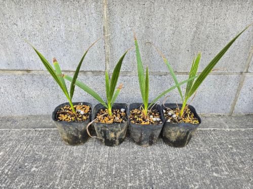 ワシントンヤシ」の人気商品一覧 | 安い商品を通販サイトから探す