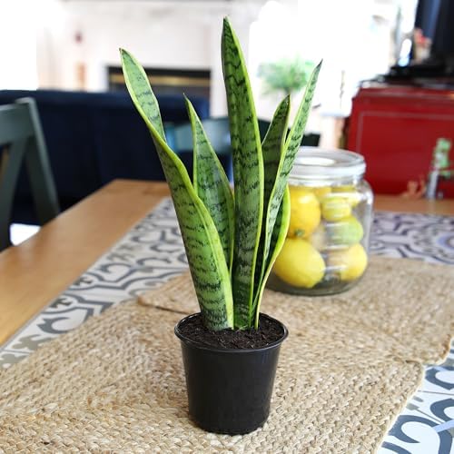 Altman Plants Sansevieria Laurentii Variegated Snake Plants (Approx. 10 in. Tall), Easy Plant, Air Purifying Plant & Desk Plant Decor, Striped Live Snake Plant Live Plants, Indoor Plants & Houseplants - 5