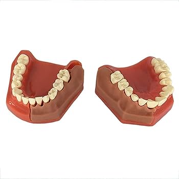 Amazon.co.jp: 器官模型歯科模型、標準歯模型、小児乳歯模型