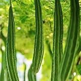 TomorrowSeeds - Bonanza Angled Luffa Gourd Seeds - 50+ Count - for 2026 Planting Ridged Angled Gourds Asian Melon Loofah Calabash Chinese Sponge Green Bitter Squash USA Grow Your Own Home Farm Patio