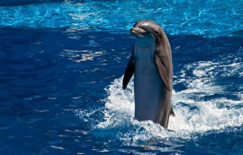 LHJOY Prezenty dla dorosłych Puzzle 1000 kawałków delfin 75x50cm