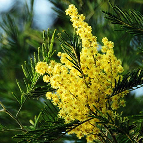 30+ Golden Mimosa Seeds Albizzia Acacia Tree Yellow Wattle Tree Flower #TOP3