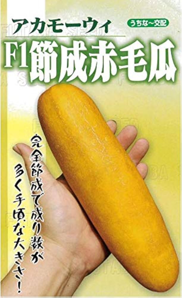 初物、岐阜県産、自然栽培、伝統野菜赤モーウイ、老黄瓜、沖縄きゅうり、赤毛瓜2キロ 初物、岐阜県産、自然栽培、伝統野菜赤モーウイ、老黄瓜、沖縄