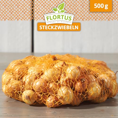 FLORTUS – Wintersteckzwiebel Stuttgarter Riesen 500 g Netz zertifiziertes Pflanzgut – Zwiebelgröße 8-21 mm, für den Anbau von mild-scharfen, goldenen & lagerfähigen Zwiebeln – Für Garten & Hochbeet