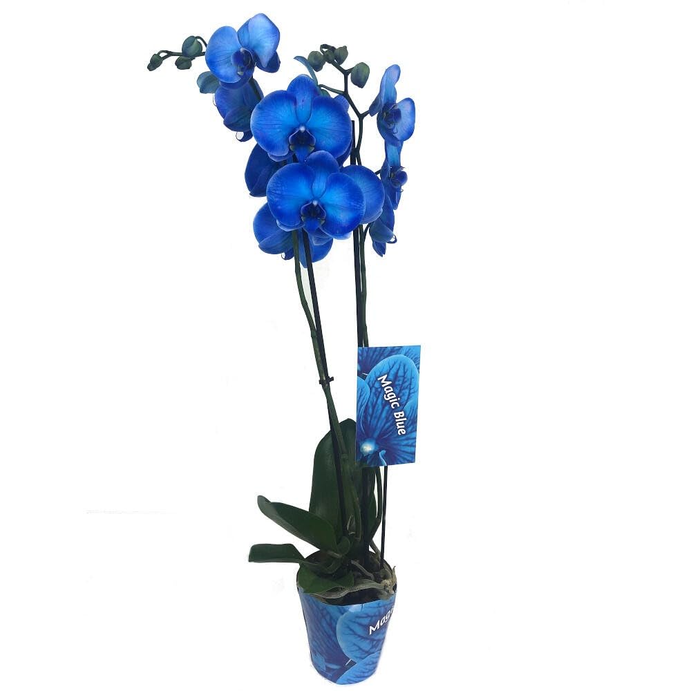 ORCHIDÉE BLEU PHALAENOPSIS ROYAL BLUE | Pot de 12 cm | Hauteur 75 cm | Plante vivante d'intérieur | Fleur élégante et durable | Idéal pour décoration ou cadeau